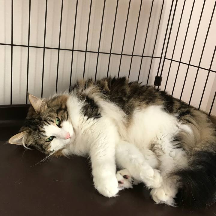 A2bf65e5 4b93 4fde b11a 0c1153e00c81 1530407258003