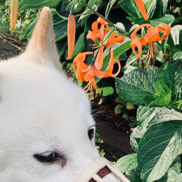 A2bf9408 964b 483e 8206 02f33e043774 1596490386791