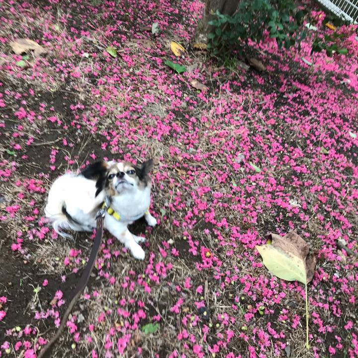 A2c0a69d 6605 45ff ab96 04ee3d837ad6 1533771379420