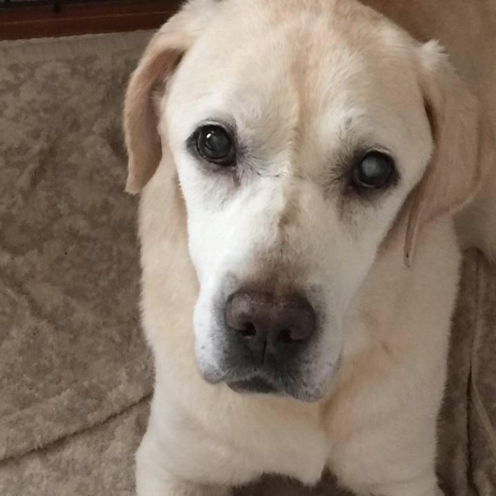 A2c14a10 581c 4920 8a38 78f164d27efc 1534425393623