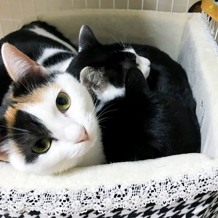 A2c43ff5 fb7a 4d85 9a63 0704304e8f96 1518253797914