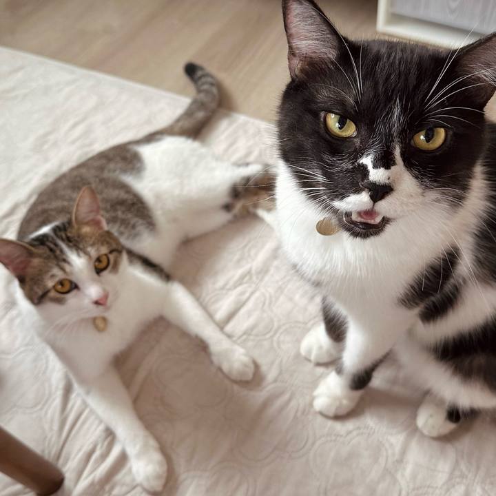 A2c51300 ffde 4006 beb2 c3c16b09b2e7 1758333253678