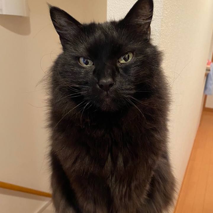 A2c53b67 345a 4f99 b6a5 6e6c9593b147 1586692825860