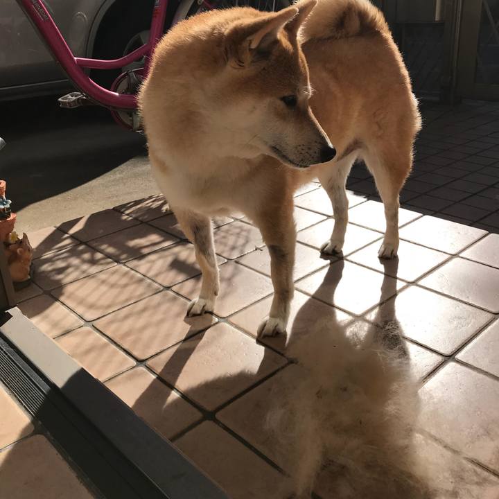 A2c5500a afd5 41c5 8abf 3cbf5415922b 1513493387442