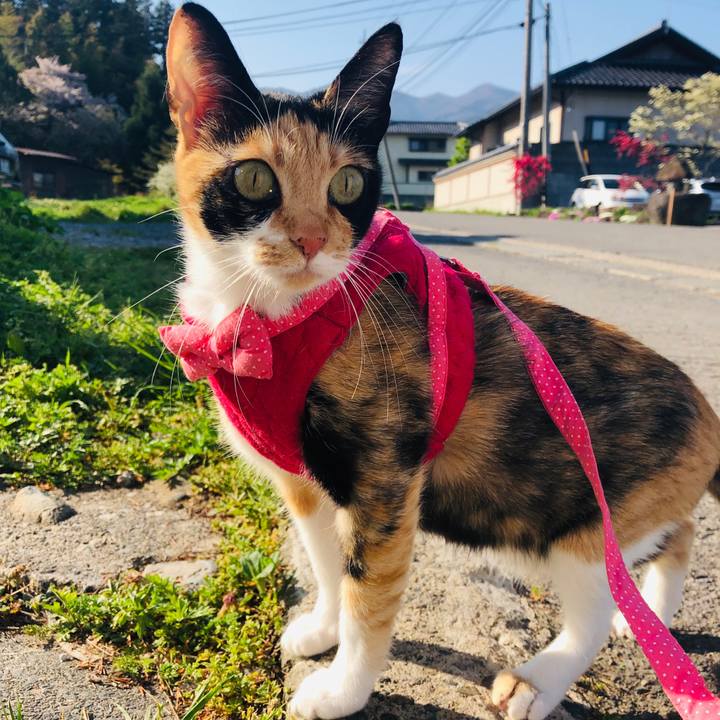 A2c60101 9048 45a9 927a c503ea3d3961 1557097141808