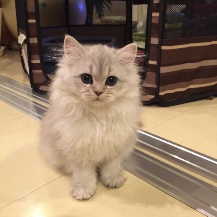 A2c72ff2 e2cf 4c59 8d1d 7212d5dc2ebe 1514470665508