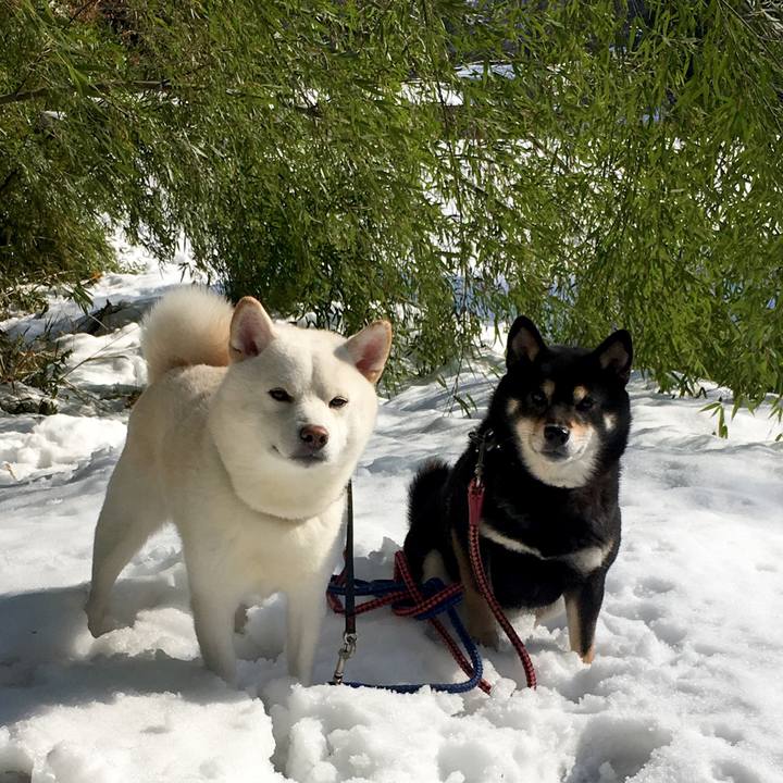 A2c748e7 9e18 4325 874c 7884bfe0a671 1546317664097