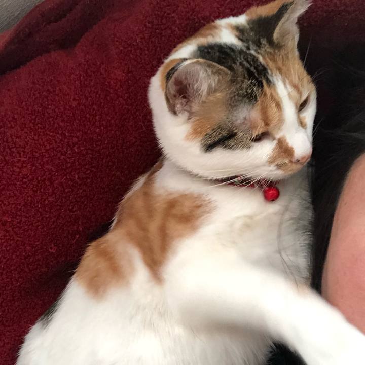 A2c7d8ed 78cc 4d17 b463 1fd7532b2eb1 1577778028391