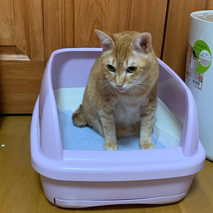 A2ca6bc3 54c0 4094 996d b4a6df8302f8 1585084032788