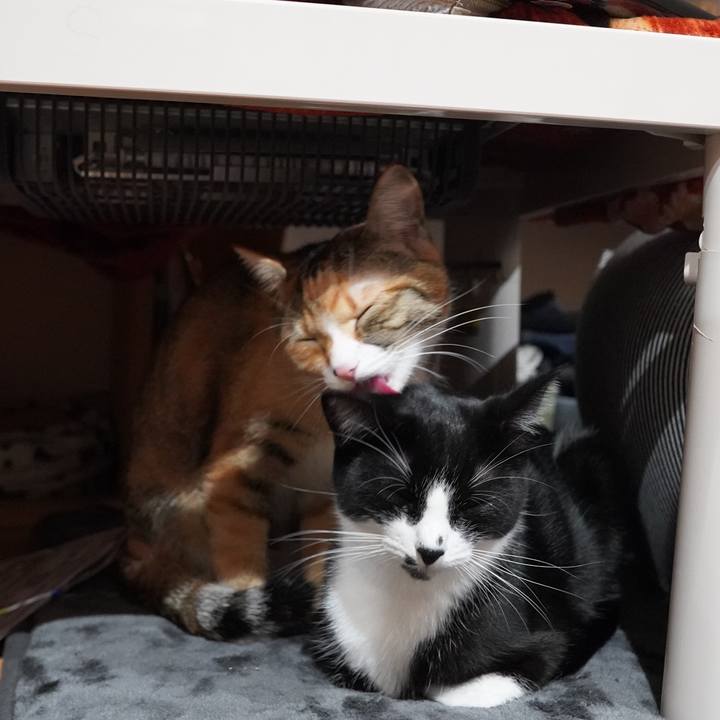 A2cc6aed 06c0 4b5d 99a1 f92114ec262c 1603724388832