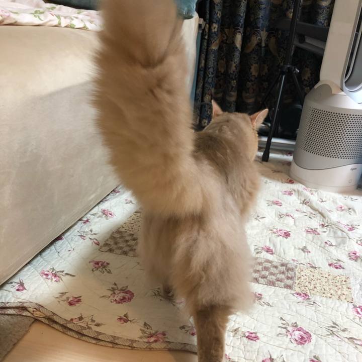 A2cce216 dc25 4451 9cc3 6b11069e60da 1604766381570