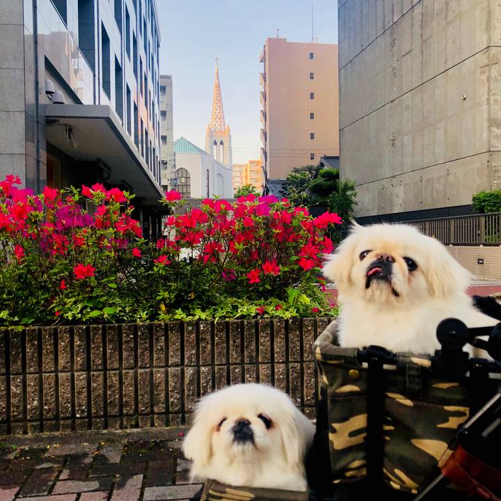 A2ccf2e2 0f4b 407d 957a 4376cecbeb00 1588799919683