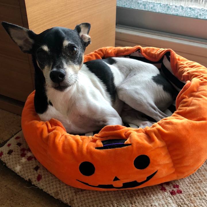 A2cdcfba 6108 43e0 baf1 723845b6ce1b 1538791932590