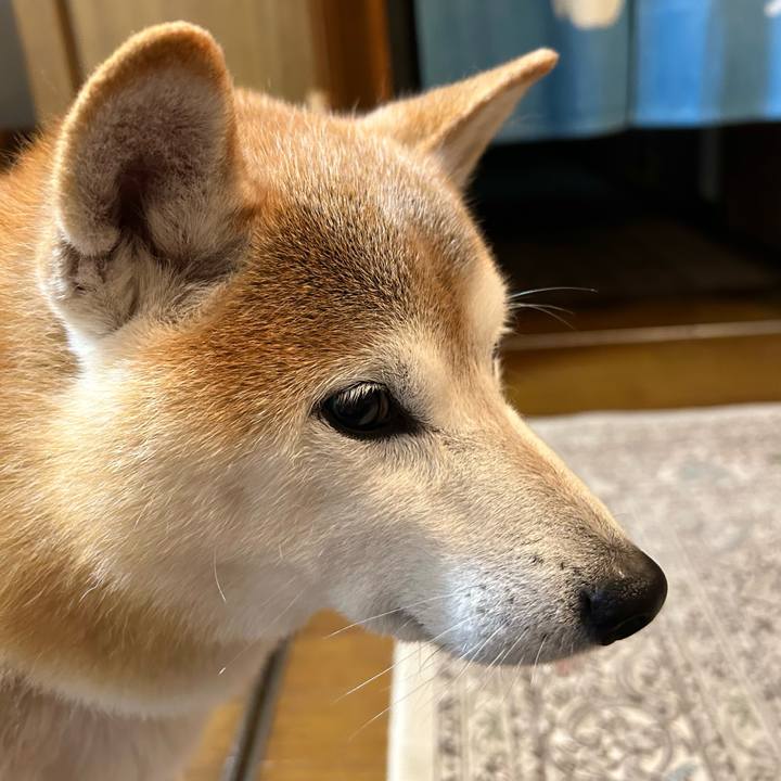 A2ce56d7 7ef9 40e6 8728 6179b5f73353 1731842691045