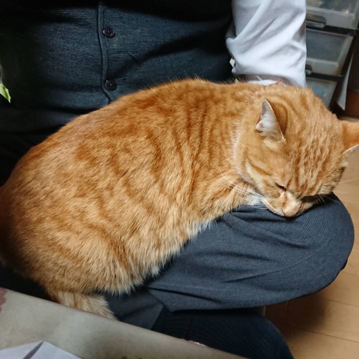 A2cfbcc5 e53a 47fe a361 2be4da8fa74b 1608196123239