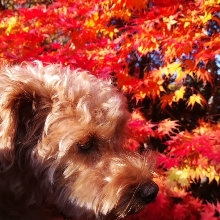 A2d2a309 1ded 4d34 9ea1 decc485b0981 1540621076381