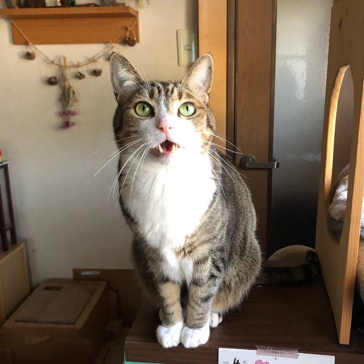 A2d72c5d 4f37 414e b474 8e0f733d56bf 1618877672736