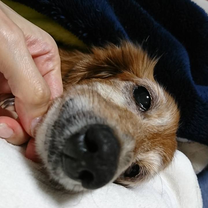 A2d9529e e52d 4270 9088 bb94c100d44d 1509535200522