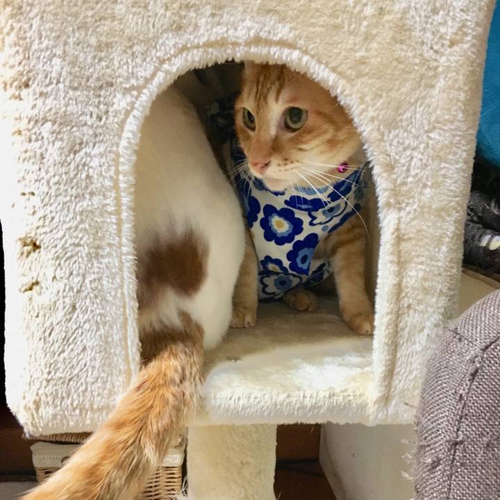 A2db49a7 1153 4f4e ab0b d55b98ef77b7 1521517002182