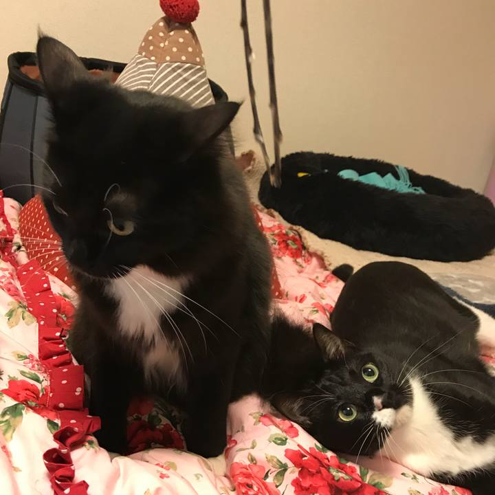 A2db54cc 9092 4e7b a38d 2b155af81e51 1519687660536