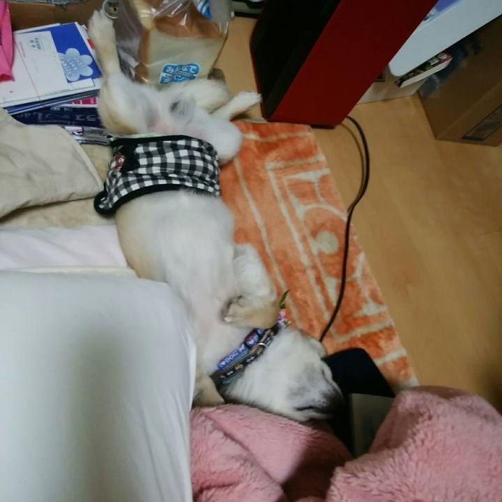 A2de56bc f399 434b a15b b57907491563 1553600329365