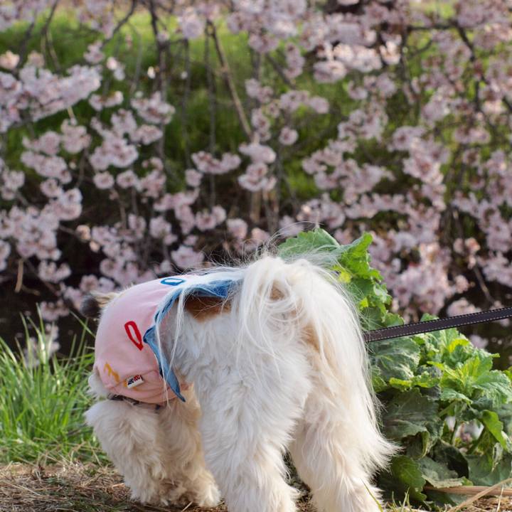 A2df6d70 d930 4e32 b538 d62e1dcfaa02 1522618391994