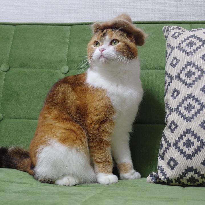 A2e4c65f 6927 4234 ab6a 5fa5f5423bee 1582362825569