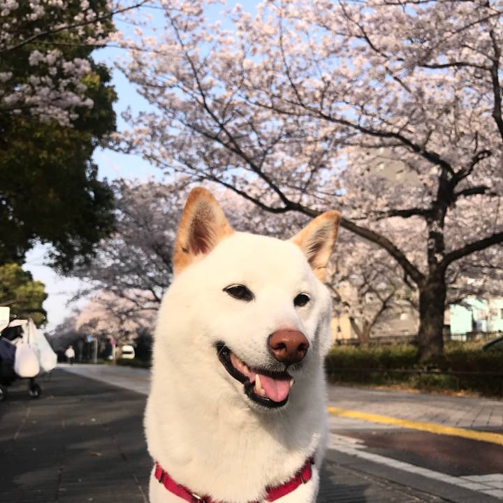 A2e61d39 86fe 42d9 93f7 dbcf5414f7df 1522316792942