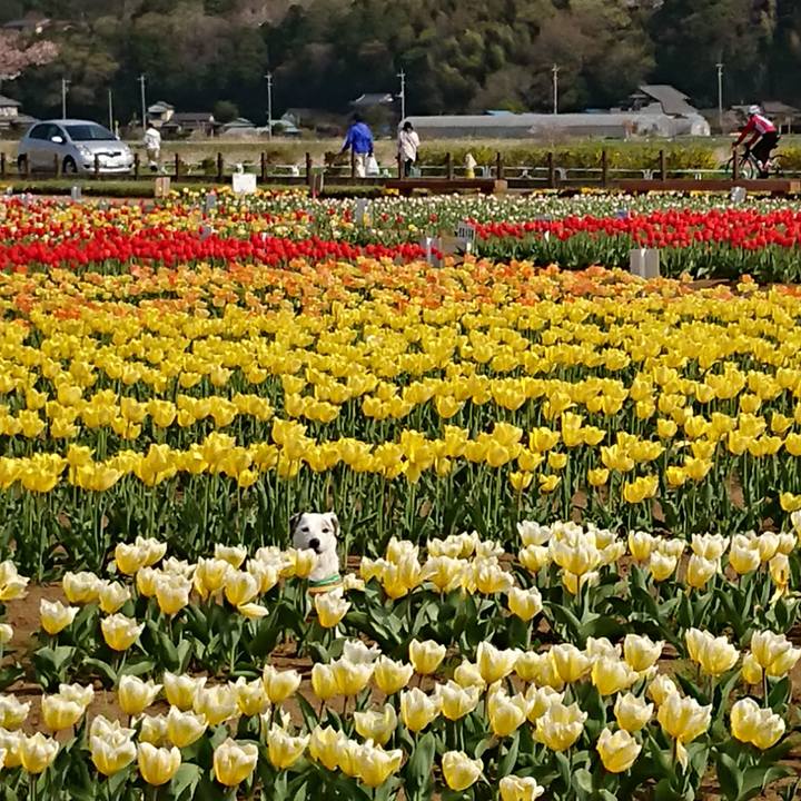 A2e6c7cf df5a 4ce9 b746 d46278a46028 1522585845064