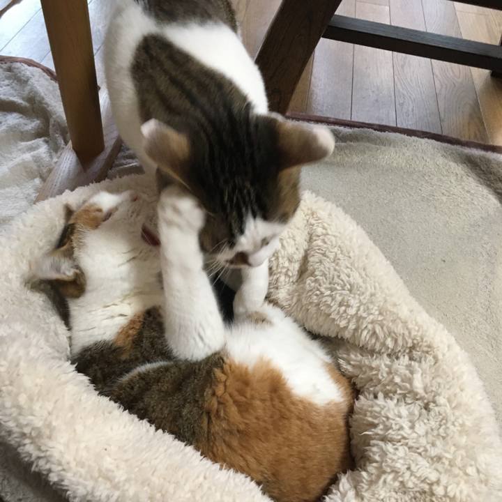 A2e7bc32 3ba4 4223 b4ea c305824199f7 1517289041776