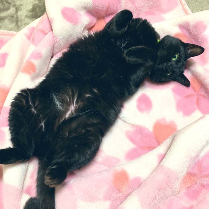 A2e8a1c6 88e1 4a5a 8cf9 e768fb6c57f5 1550103523558