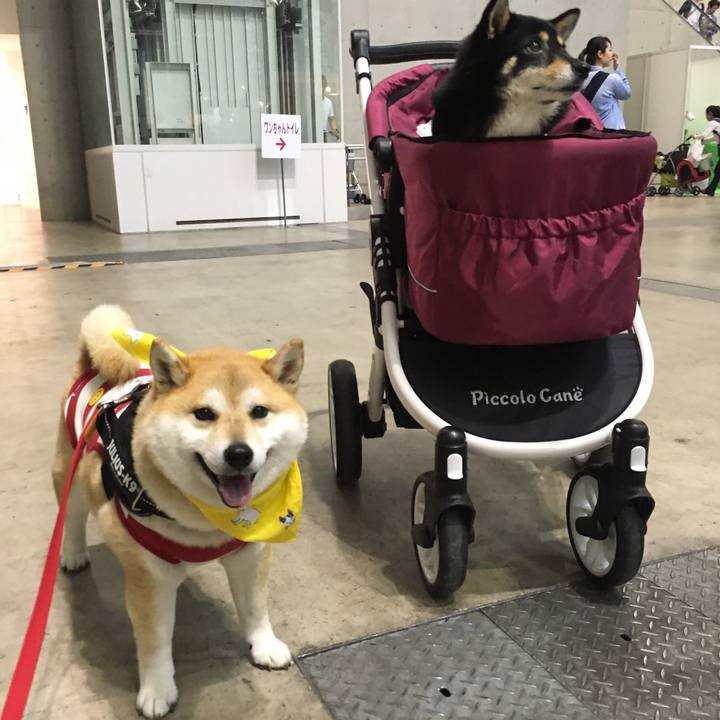 A2ea6ddd 42c4 44a6 90d2 eab33b960add 1556870470094