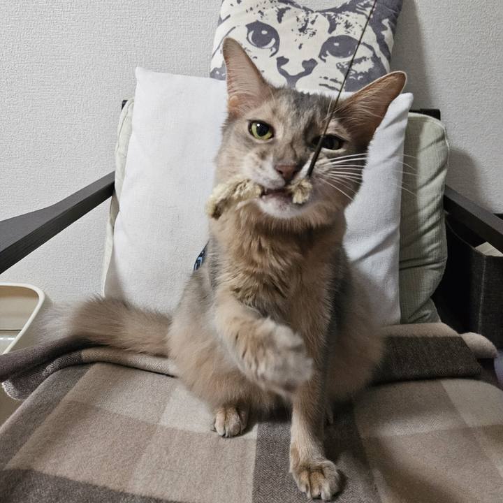 A2ed20b5 d86d 4e34 8026 f2fdbdf1564f 1731505029940