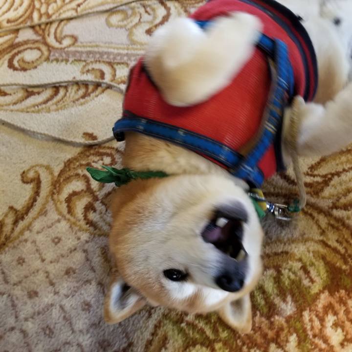 A2ef4684 5a04 4257 a505 d48c4e32426f 1554174977515