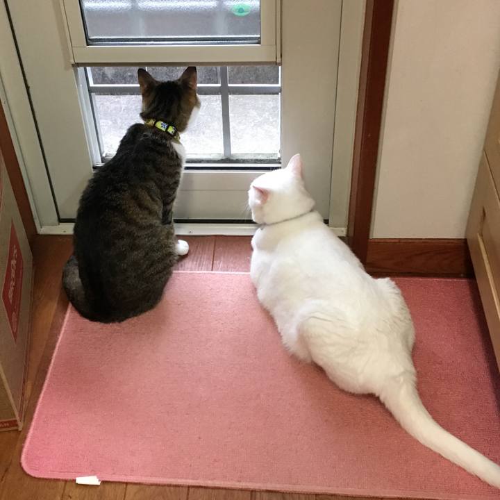 A2f028ab fe3f 4ed4 b682 bbad645e516d 1530138488807