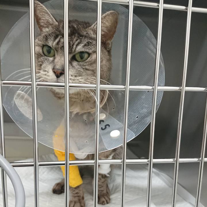 A2f0acfd 7633 4c3c 8676 3ee80ad7d532 1586334660249