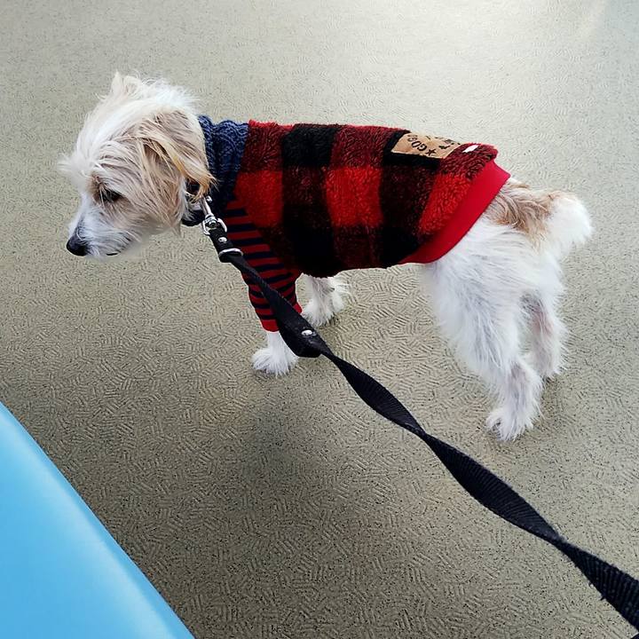 A2f0ce3a b035 4e8c 9b49 3e7dc173666e 1544923028393