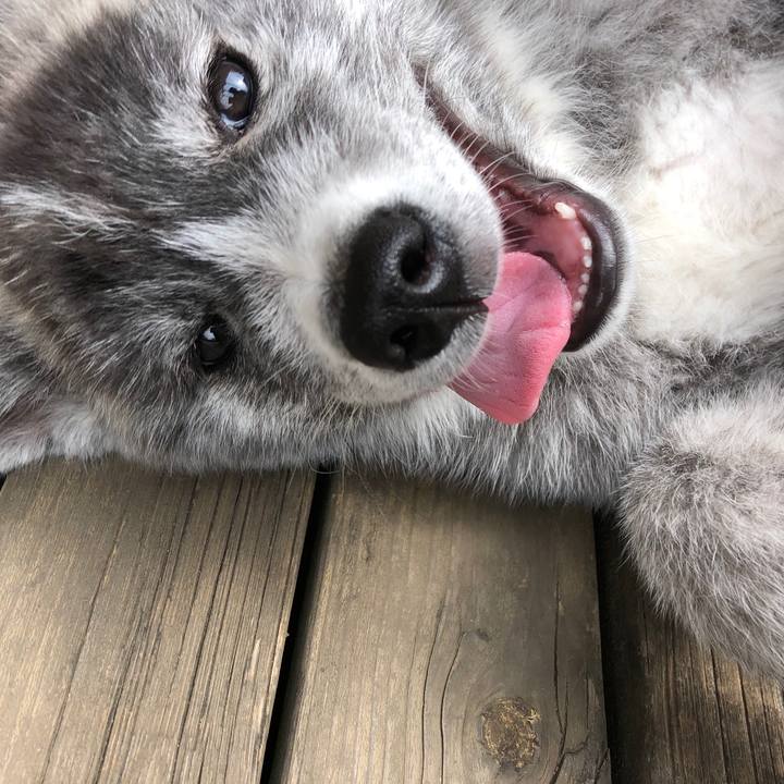 A2f2022d 627b 4ed9 88cc b7c4a6c10101 1555814538914