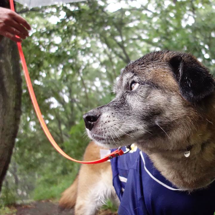 A2f2c5ae 4376 4561 812e d49a13b91190 1532739126967