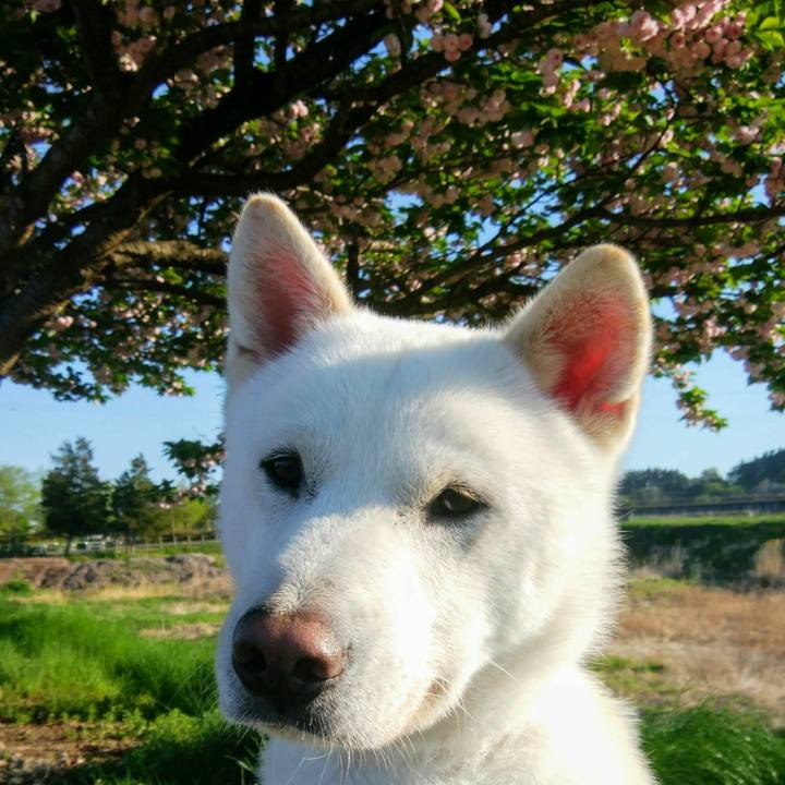 A2f39d3f b221 4eaa a98f 89236144e0a2 1557144728143