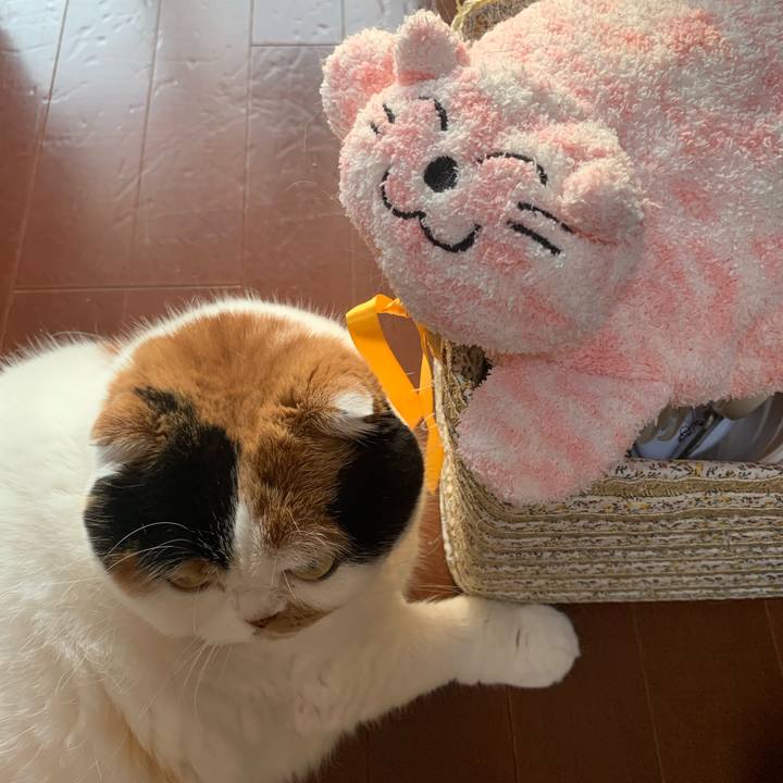 A2f3d8c7 284c 429a a077 3e3a5ac94193 1571872442546