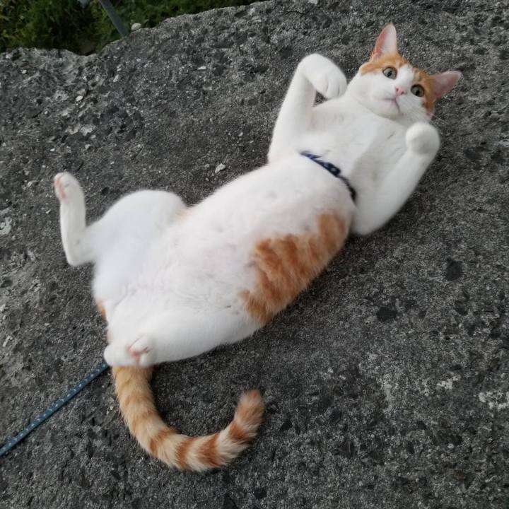 A2f43e52 e6be 4726 8bd2 aef4a5932cc9 1535199398559