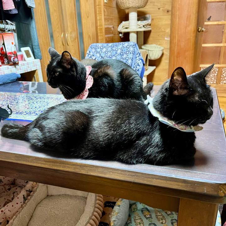 A2f48d55 9545 4e77 bc97 0885b77b533c 1749904803002