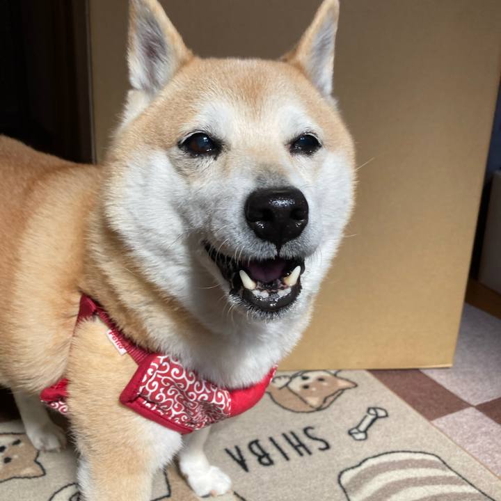 A2f4ffae 0b4a 4ec7 9b24 a41d2c634b0c 1619013102418