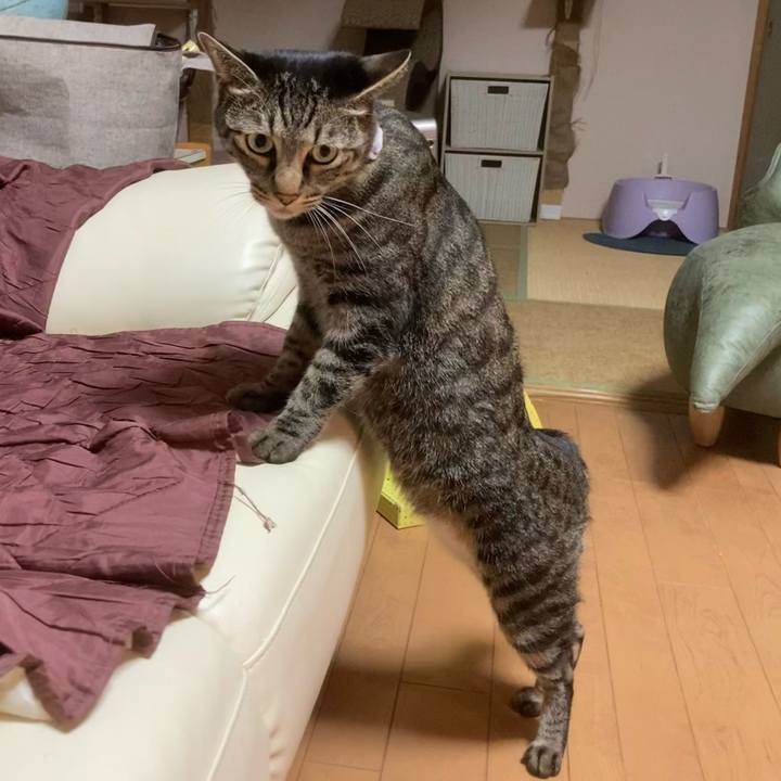 A2f595b7 b8f0 44c2 8306 94bac638b634 1603359393512