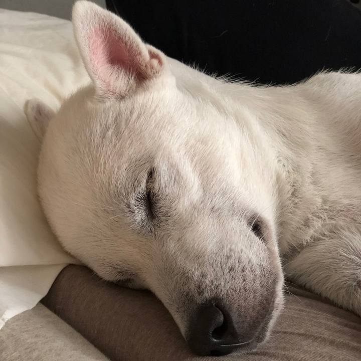 A2f61829 50ab 430b a0dd c8de1d2ff28a 1537887728730