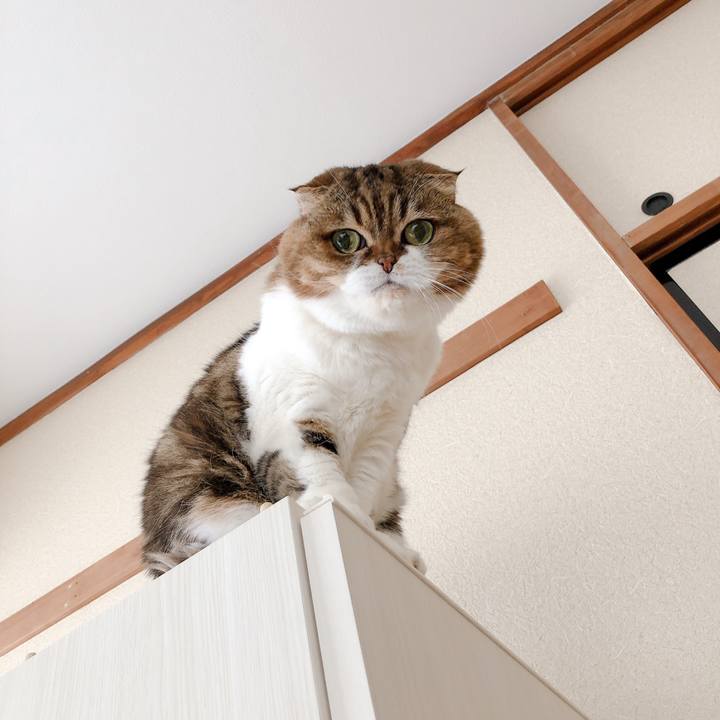 A2f680d4 3a82 4aaf b3e0 5ab490480aed 1582955460383