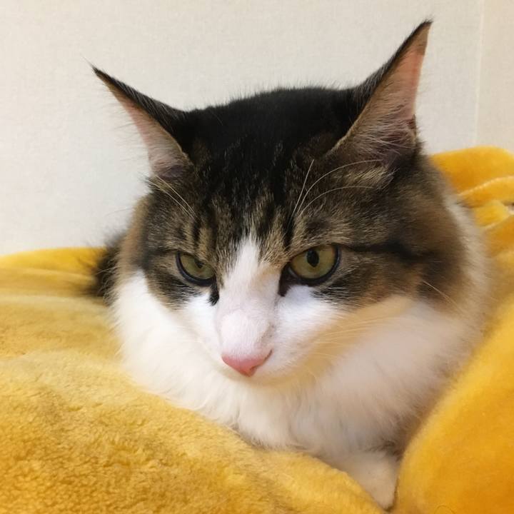 A2f71cbc 22aa 4f16 be50 35c284dbe88b 1510974642708