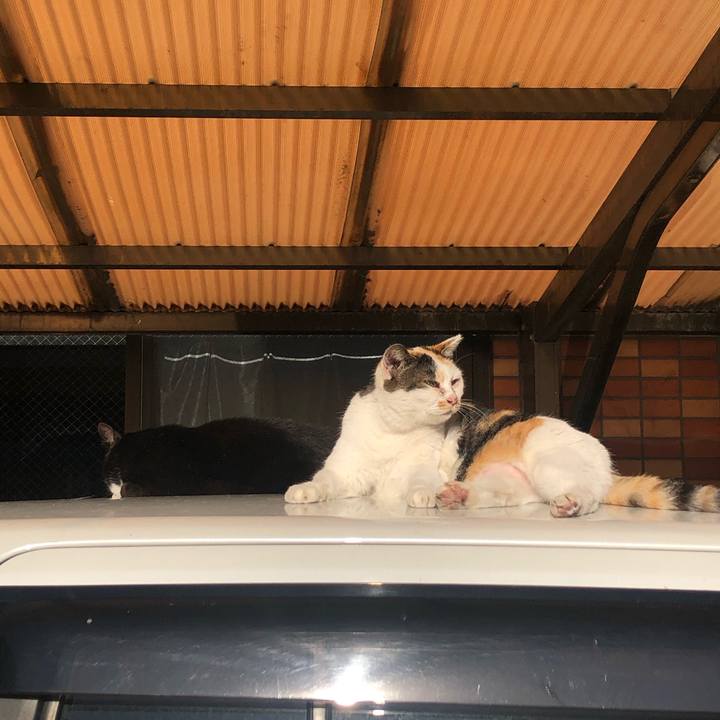 A2f765b6 6956 41d4 b4ac 2c030fe7dce8 1583133833939