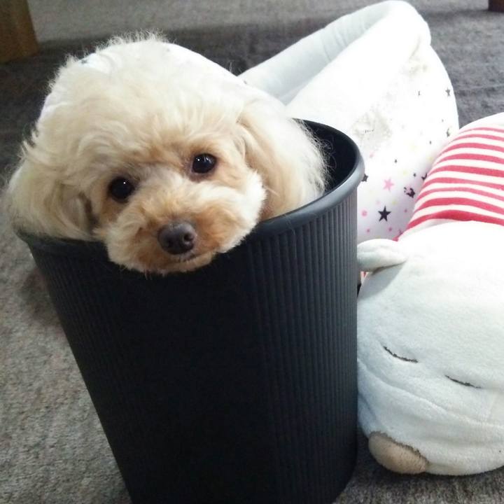 A2f8bcce 561f 4327 b9cb c50f975f70c9 1527766554535